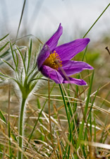 Gewöhnliche Küchenschelle
