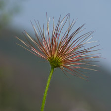 Gewöhnliche Küchenschelle