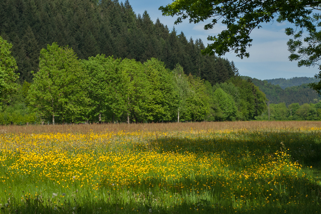 Scharfer Hahnenfuß