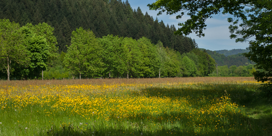 Scharfer Hahnenfuß