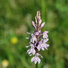 Geflecktes Knabenkraut