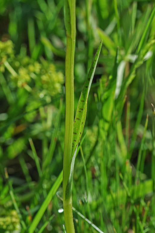 Geflecktes Knabenkraut