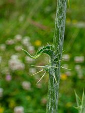 Mariendistel