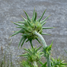 Mariendistel