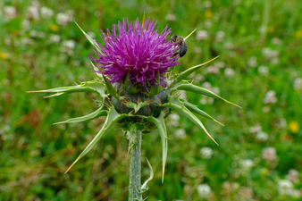 Mariendistel