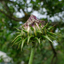 Mariendistel