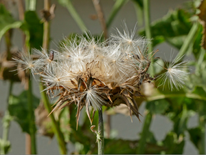 Mariendistel