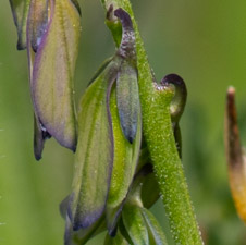 Gewöhnliche Kreuzblume