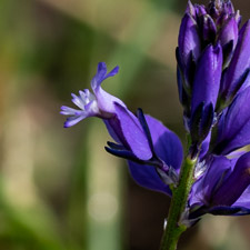 Gewöhnliche Kreuzblume