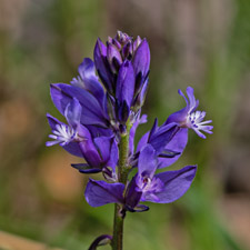 Gewöhnliche Kreuzblume