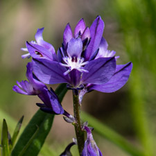 Gewöhnliche Kreuzblume