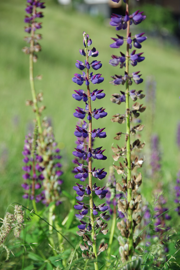 Vielblättrige Lupine