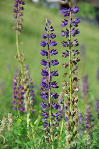 Vielblättrige Lupine