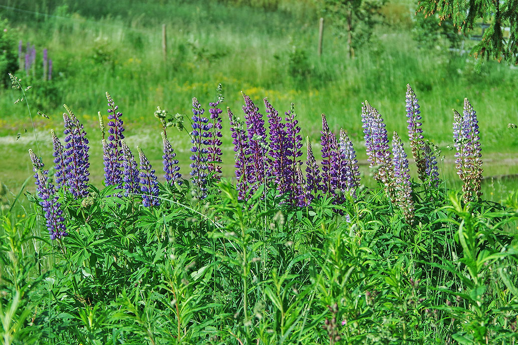 Vielblättrige Lupine