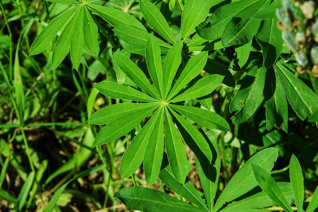 Vielblättrige Lupine