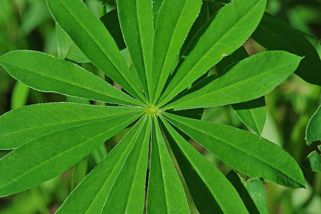 Vielblättrige Lupine