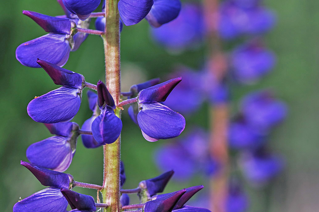 Vielblättrige Lupine