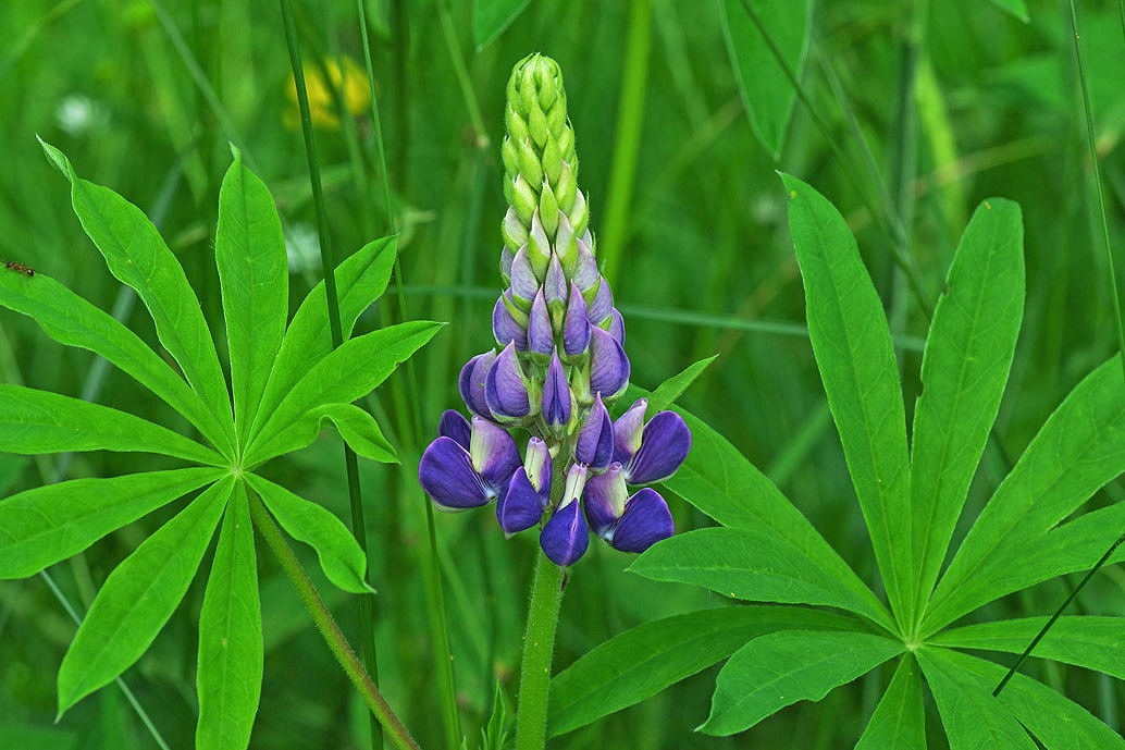 Vielblättrige Lupine