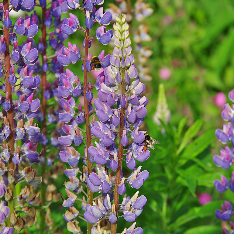 Vielblättrige Lupine