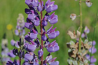 Vielblättrige Lupine