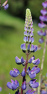 Vielblättrige Lupine