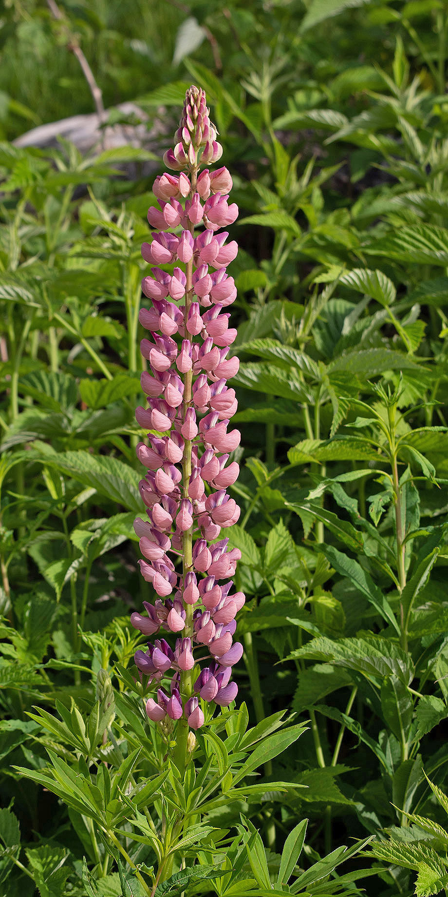 Vielblättrige Lupine