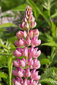 Vielblättrige Lupine