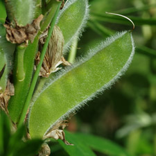 Vielblättrige Lupine