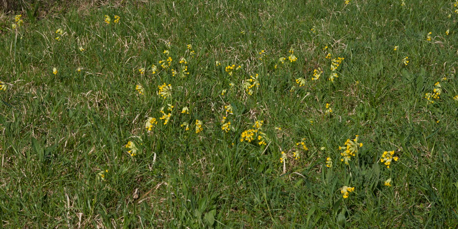 Wiesen-Schlüsselblume