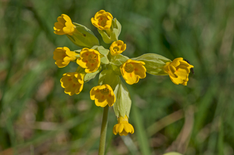 Wiesen-Schlüsselblume