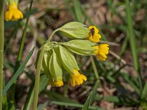 Wiesen-Schlüsselblume