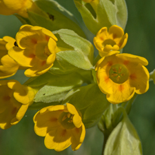 Wiesen-Schlüsselblume