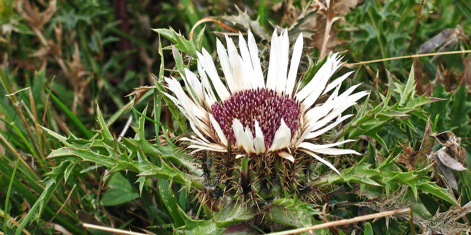 Silberdistel