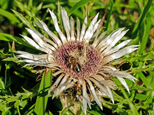 Silberdistel