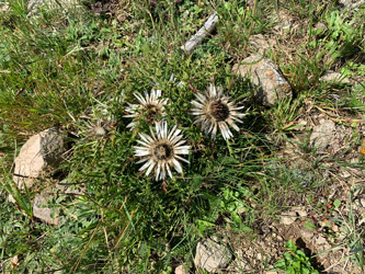 Silberdistel