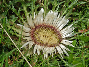 Silberdistel