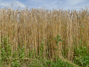 Stiefmütterchen