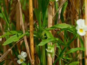 Stiefmütterchen