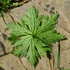 Wald-Storchschnabel