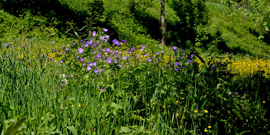 Wald-Storchschnabel