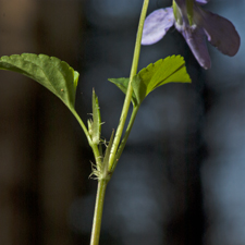 Wald-Veilchen