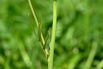 Wiesen-Schaumkraut