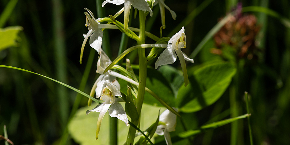 Grünliche Waldhyazinthe