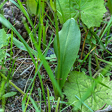 Grünlichen Waldhyazinthe