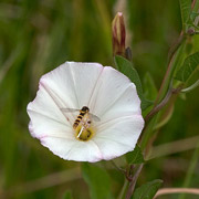 Gelbe blumen bilder