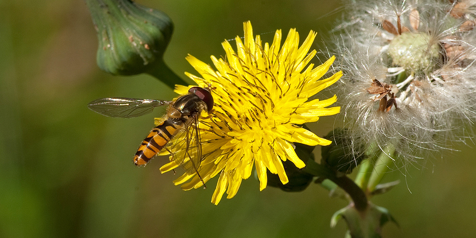 Heinschwebefliege