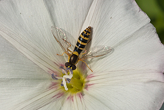 Langbauchschwebefliege