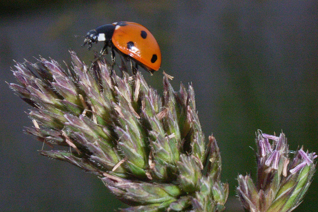 Marienkäfer