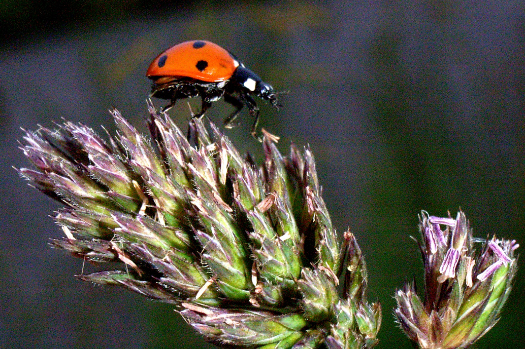 Marienkäfer