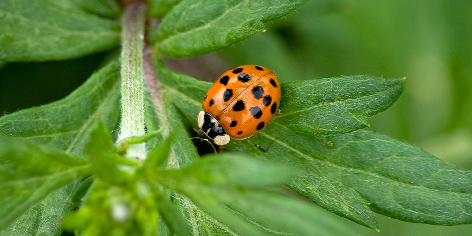 As.Marienkäfer